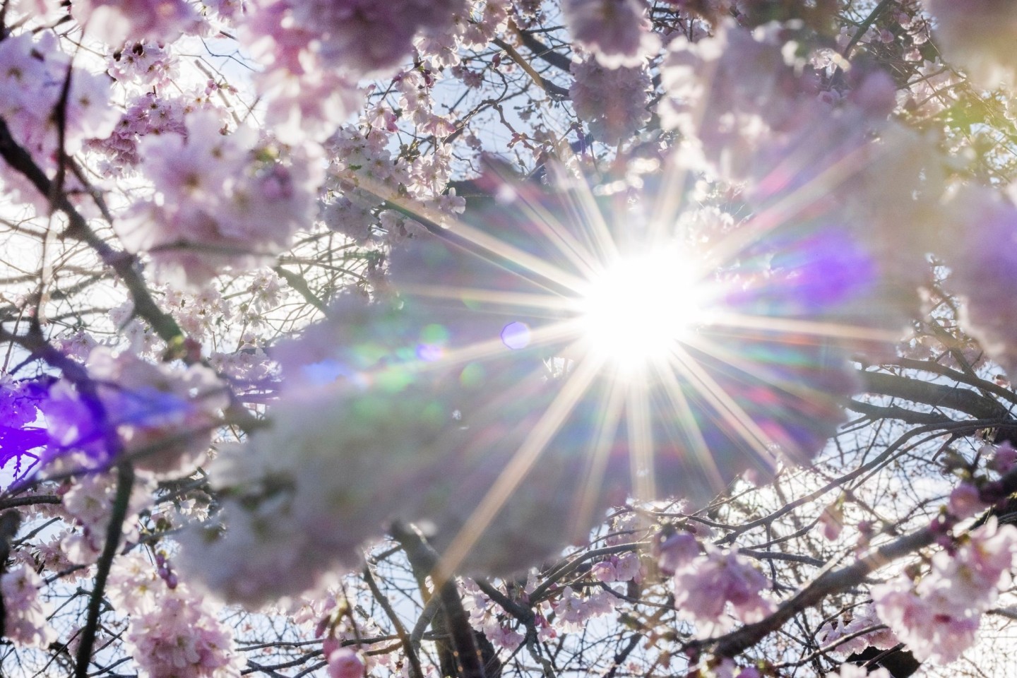 Sonnenstrahlen scheinen durch Blüten der Winterkirsche (Higankirsche): In den nächsten Tagen droht eine intensive UV-Strahlung.