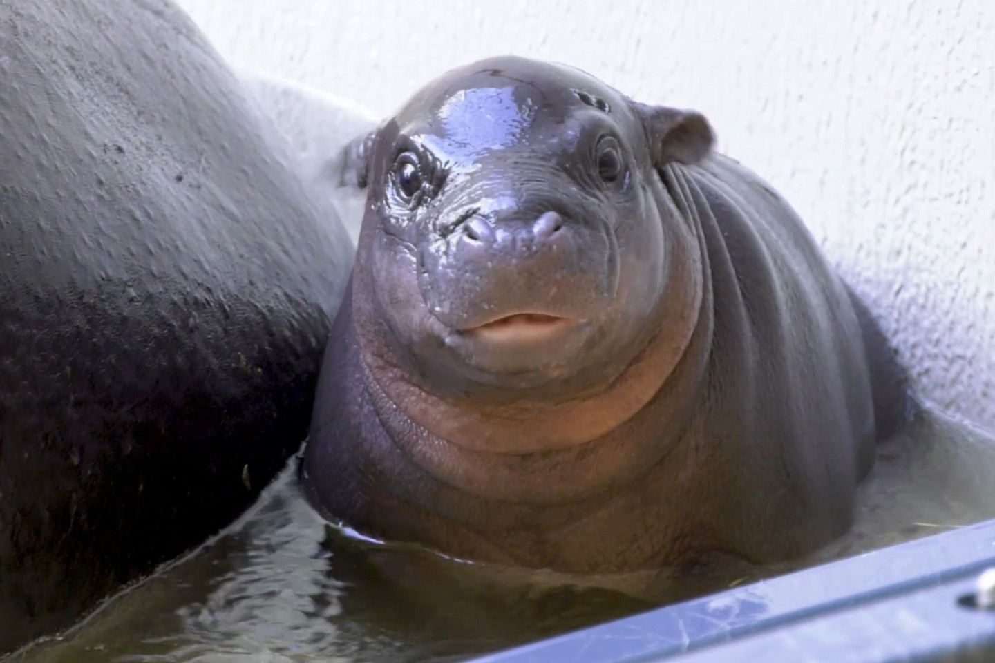 Das kleine Flusspferd im Berliner Zoo hat endlich einen Namen. (Archivbild)