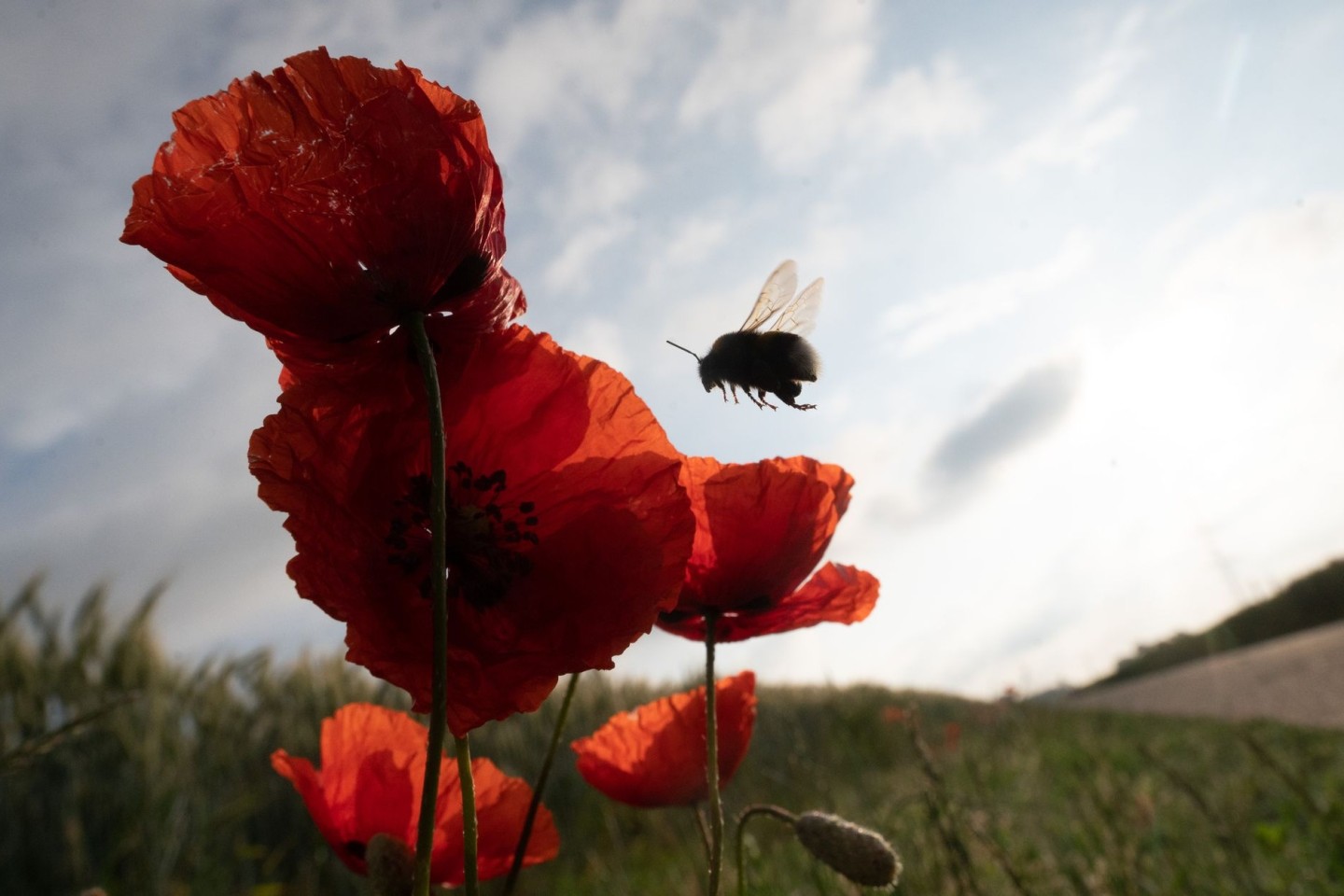 Die Vielfalt der Insekten ist stark gesunken (Symbolbild).