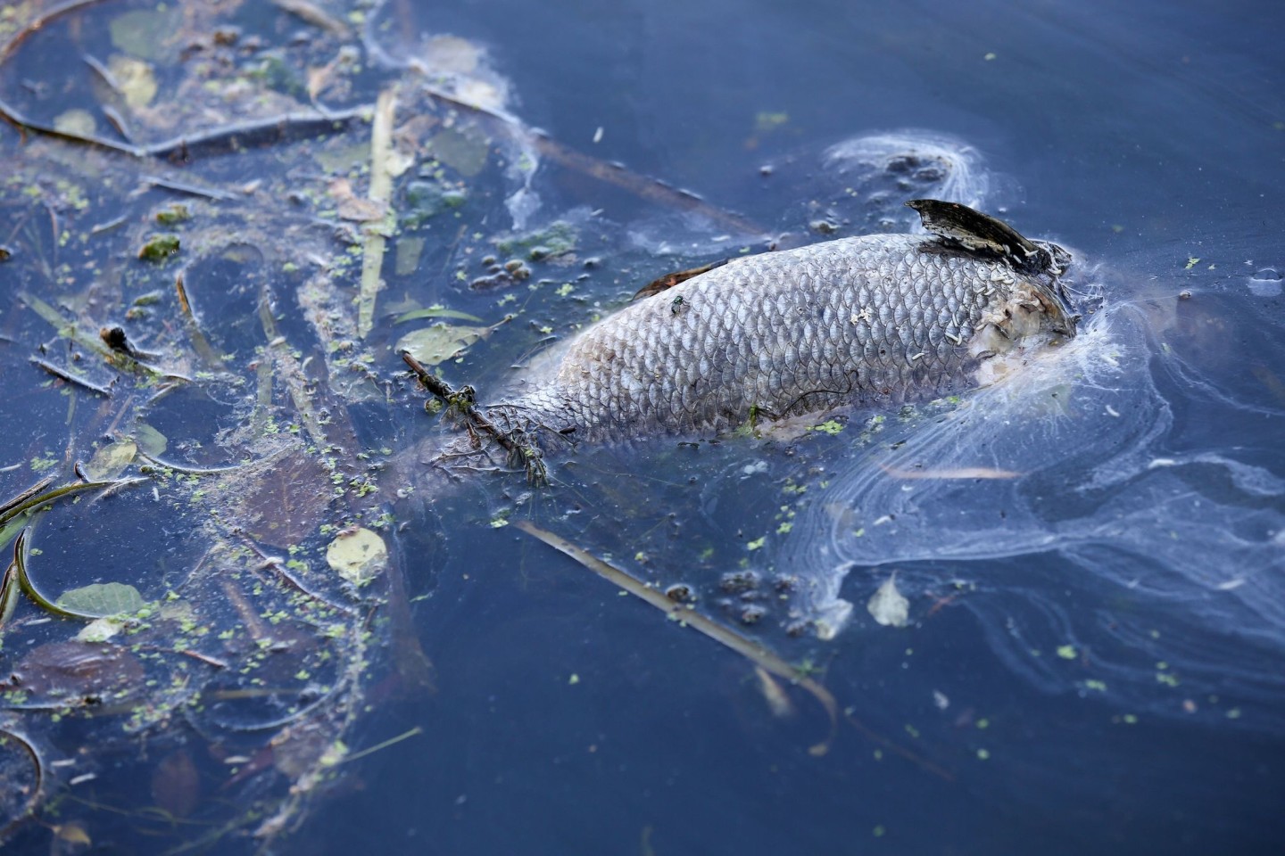 «An einigen Stellen der Bucht gibt es im Moment kein Leben mehr, unsere Fische sind durch Sauerstoffmangel gestorben.» (Archivbild)