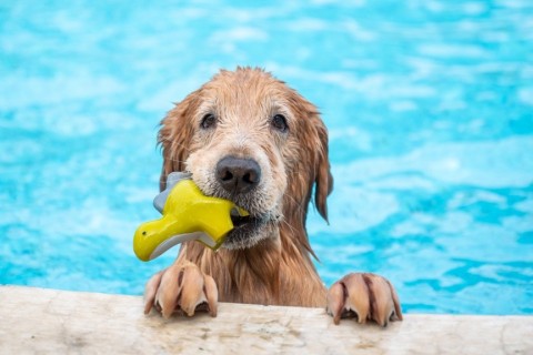 Freibad schließt am Sonntag | Hundeschwimmen am 15. September