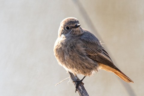 Hausrotschwanz ist «Vogel des Jahres» 2025