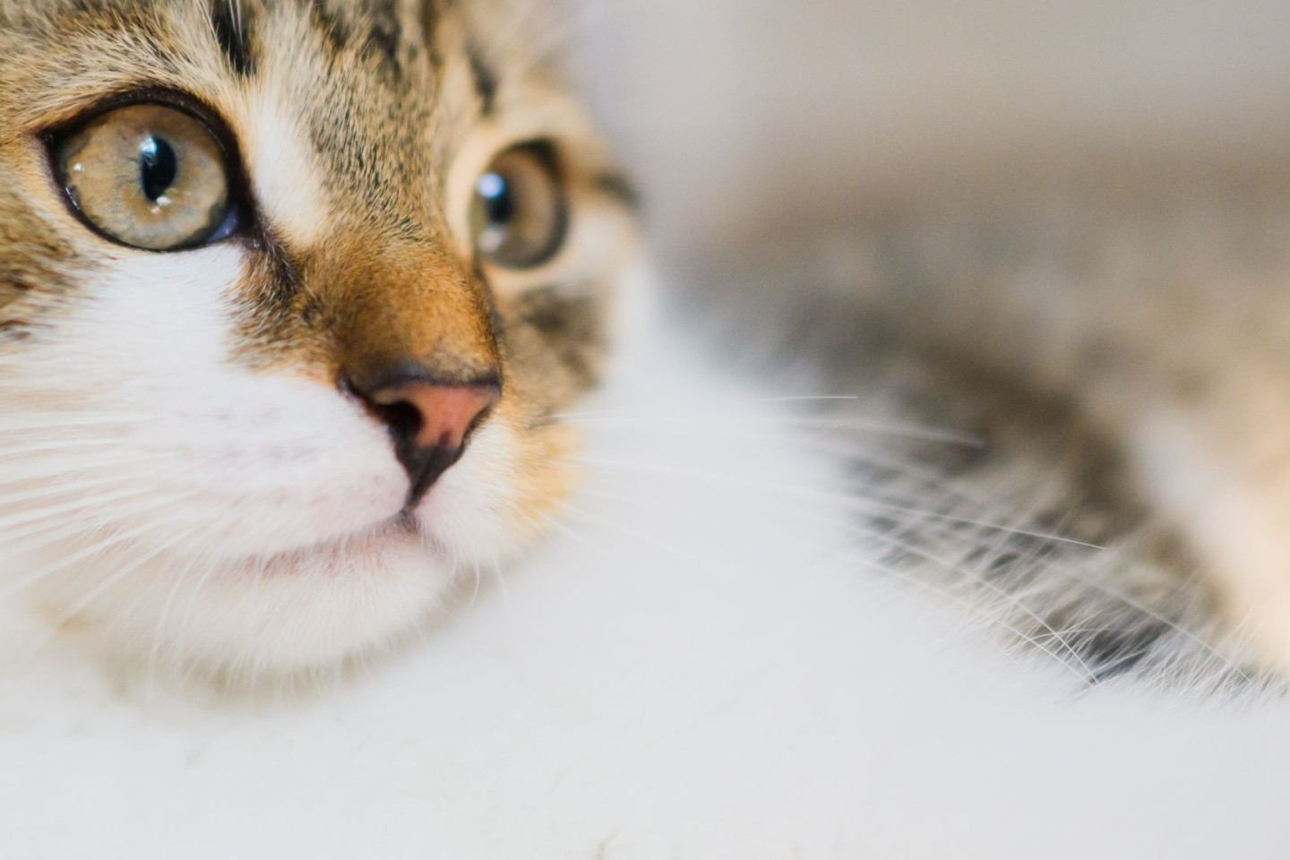 Katzen sind beliebte Haustiere und werden unter anderem für ihre Zuneigung geschätzt.