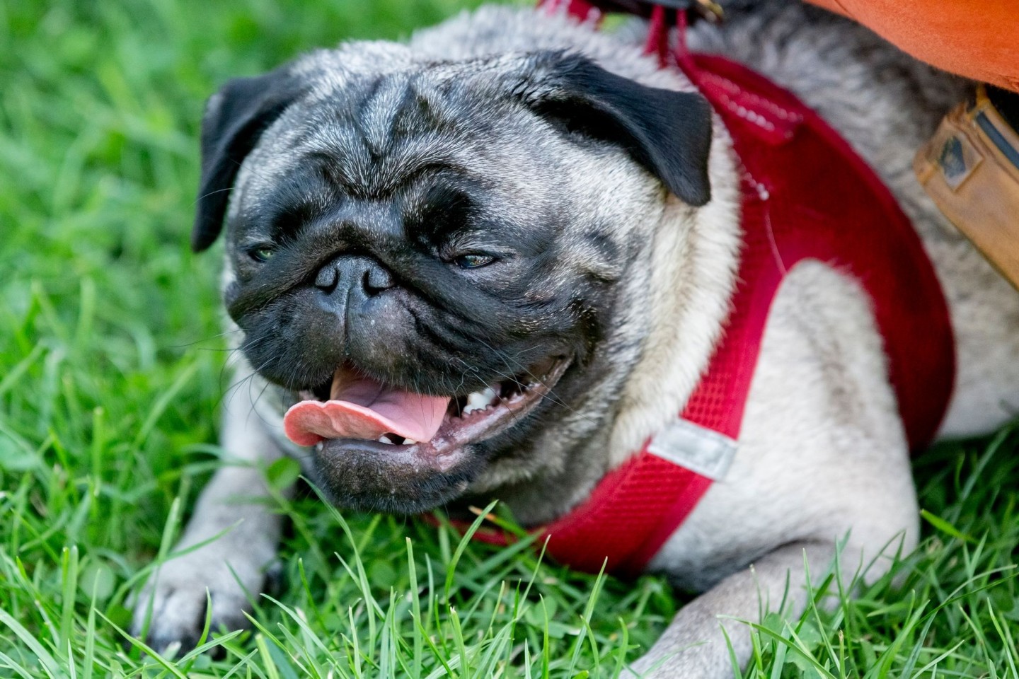 Ein Mops während des 10. Internationalen Berliner Mopstreffen im August 2019.