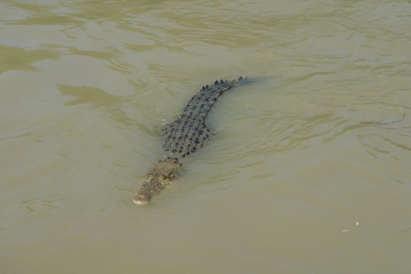 Krokodile zählen zu den gefürchtetsten Raubtieren der Welt. (Symbolbild)