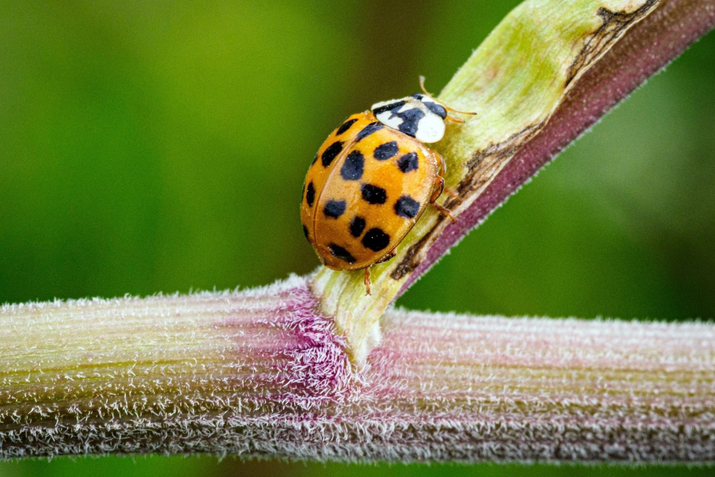 Ein Asiatischer Marienkäfer krabbelt im Naturschutzgebiet Ferbitzer Bruch - und vielleicht auch im heimischen Garten?