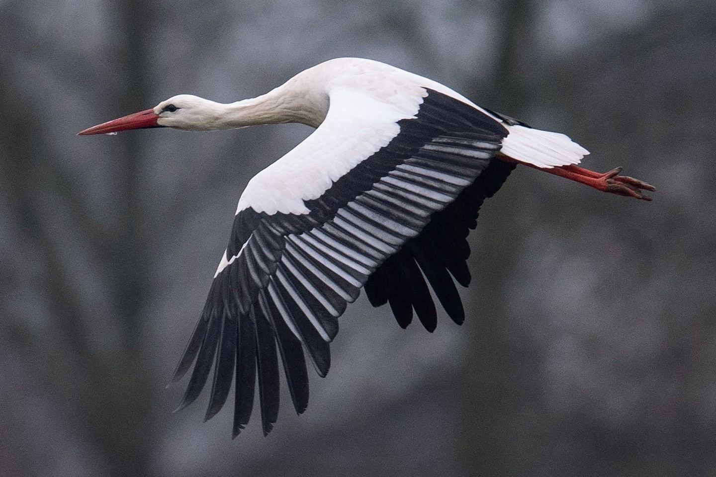 Ein Storch fliegt bei Temperaturen von knapp über null Grad über einen Acker. Manche Weißstörche überwintern auch in Deutschland.